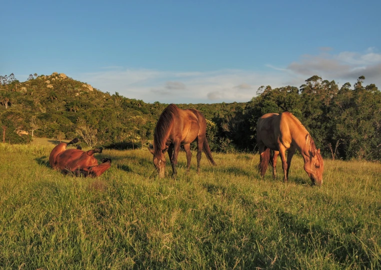 trekking_a_caballo_mirador_3